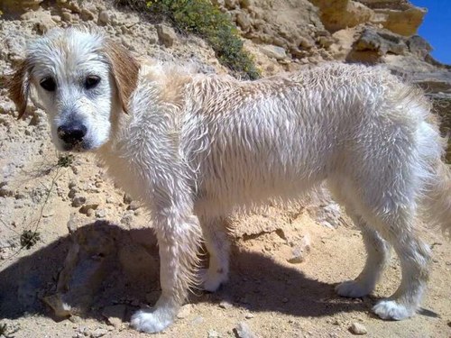 alberticosb's profile picture. 