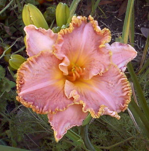 I love God, my sons, Lisa and C., and Trees! I breed my own hybrid Daylilies. As a Certified Arborist and Landscape designer, I am available for consultations.