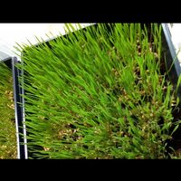 Douglas Pillars (@weetgrass) 's Twitter Profile