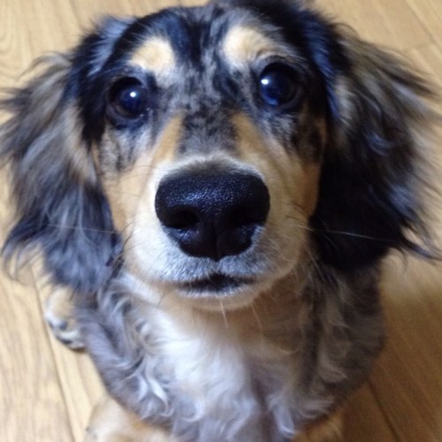 123spring's profile picture. 物造り、人間観察するのが好きな28歳主婦。編み物を習い始めて新入生気分の今春。毛糸玉に振り回されてるこの頃。2011.12.4生，ダックス.男の子（銀）にも振り回され中。日常の何でも無い事ばかりをツイート。最近思う事＝犬育てホント難しっす。フォロ、リムお気軽に。