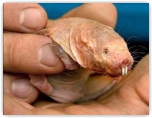 CastorPolla's profile picture. Madridista y con cara de polla, aunque me llaman Migue, sin L por supuesto que he hecho un año de carne