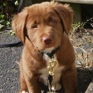 puppies_puppies's profile picture. like seeing cute puppies? check out my tumblr, you'll be killed with cuteness!