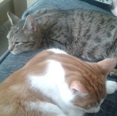 Lives in Cov with a Stuart & 2 cats, Izzy & Percy