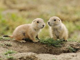 I'm a tiny baby prairie dog living on the dry planes of the prairie in texas. I'm the one on the left, the one on the right is my best friend called poulo.