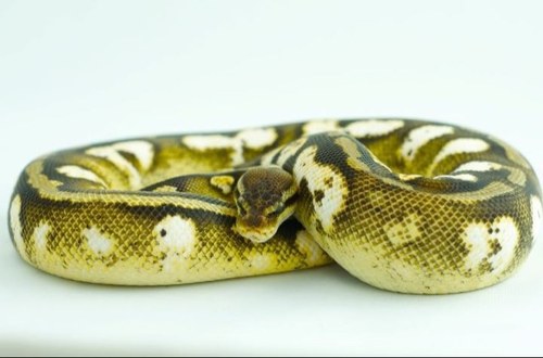 BCBallPythons's profile picture. 