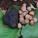 Stuart Dunbar - @YarraValleyTruf - Twitter