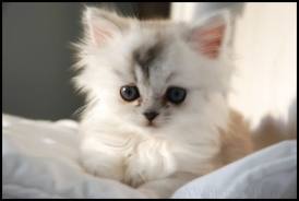 The wittiest, pissiest, and cutest kitten you will ever meet. Yes, I can talk. I am an evil genius and I will rule you all. Now, bow to me.