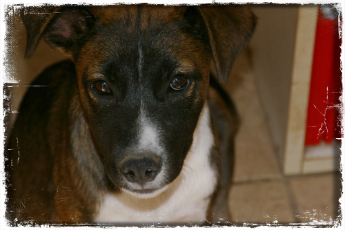 StPacosPlace's profile picture. Our goal is to Rescue, Rehabilitate, Rehome rescued, abused and abandoned dogs & cats in Baja, Mexico, Donations are tax deductible. Thank you