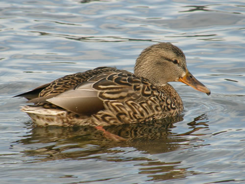 Duck