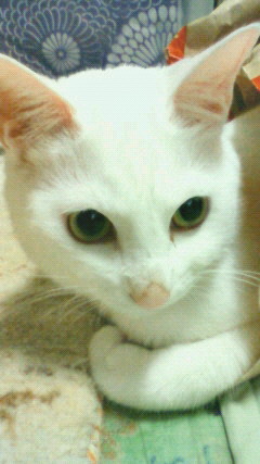 都内在住の専業主婦です。  猫をこよなく愛する元レイヤー＆オタクです。 現在小５（不登校気味で生き物や化石、ゲームが好きな発達凸凹）・小３（若干、乙メンなかほりがする愛の手帳持ち）の息子たちにあまりにも手がかかるため、愚痴吐き多し。 ちまちまやっているゲーム →ツイステッドワンダーランド、あつ森