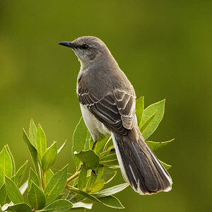 Fantasy Birds News from news sources all around the world