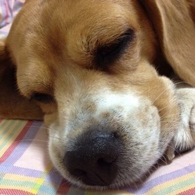 ビーグル犬ミッキー On Twitter 我々はキングスマン 高級テーラーの裏で秘密裏に活動する国際スパイ機関だ キングスマンの活躍を描いた映画が9月11日 金 に公開される その一部をご覧頂こう Https T Co Jjqqml3glz キングスマンエージェント募集