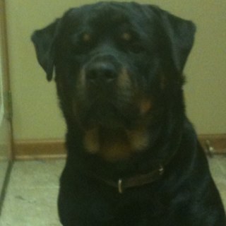 Rott95's profile picture. 