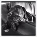 Lisa Widmer - @lmwid2 - Twitter