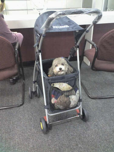 Follow me if you like to laugh. I post new funny quotes a few times a week.  Yes that is a picture of a dog in a stroller