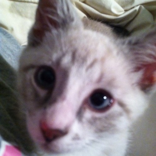 GabbyTaylor123's profile picture. I am a cat... my bestie is Doug