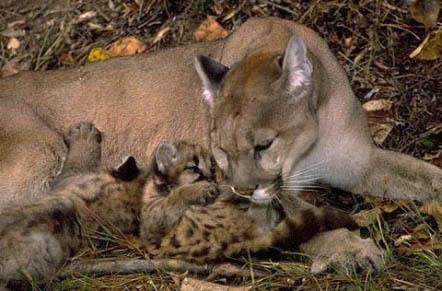 Corazón/AlaNegra ❦♪ッさんのプロフィール画像