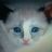 Elvira_v1v0's profile image