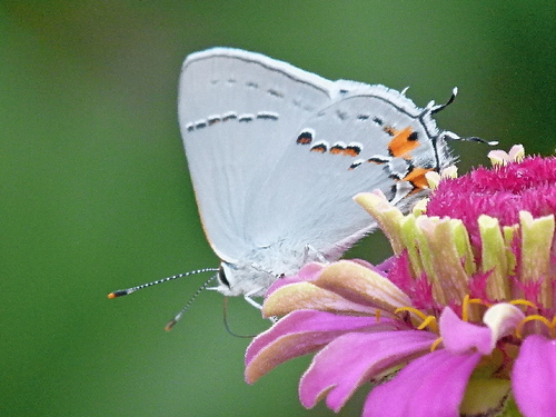 travelling the world searching for and photographing butterflies, and birds too!