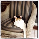 Patty Yow - @yowpat - Twitter