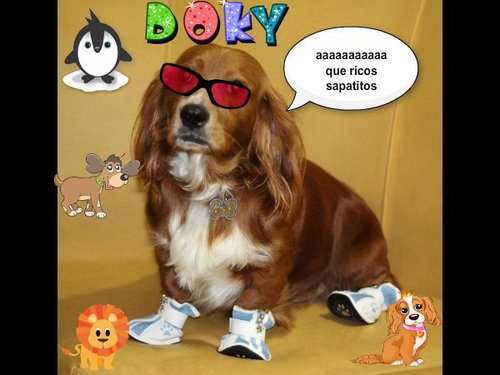 Somos especialistas en proteger las patitas de los engreidos (as) de la casa. Nuestros productos son anatómicos, cómodos y superfashion.