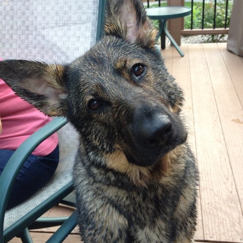gsdKnine's profile picture. Aspiring dog trainer...future lottery winner.