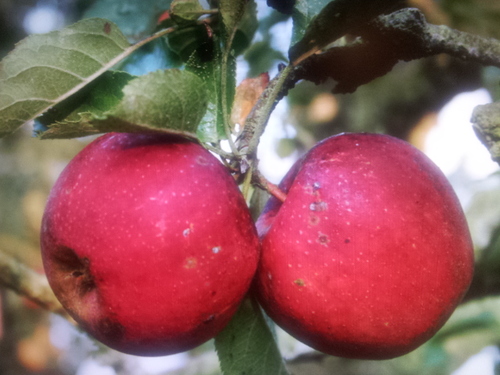 oudefruitbomen's profile picture. leverancier en groothandel in oude fruitbomen