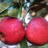oudefruitbomen's profile image