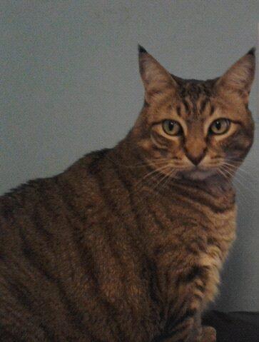 XOXO_GossipCat's profile picture. Hey upper east siders, Gossip Cat here, I can't wait to dish out all the latest news around town. Stay tuned. xoxo Gossip Cat