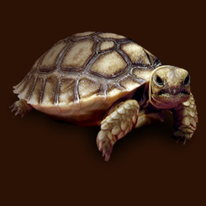 George is doing things other tortoises only dream of.