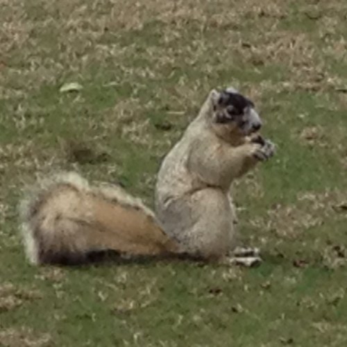 mrawls99's profile picture. 