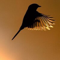 FM (@f242d) 's Twitter Profile