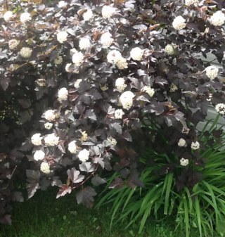 lylimom's profile picture. 