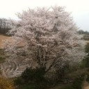 al madera - @al_madera - Twitter