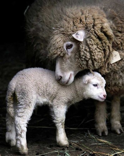 save animals