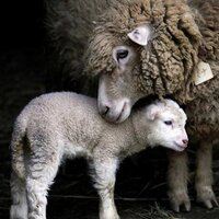 Save Animals (@tabletcicocuk) 's Twitter Profile