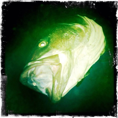 Rach1146's profile picture. 