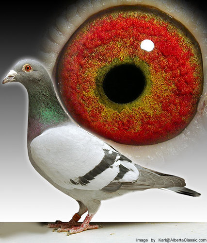 Racing Pigeons