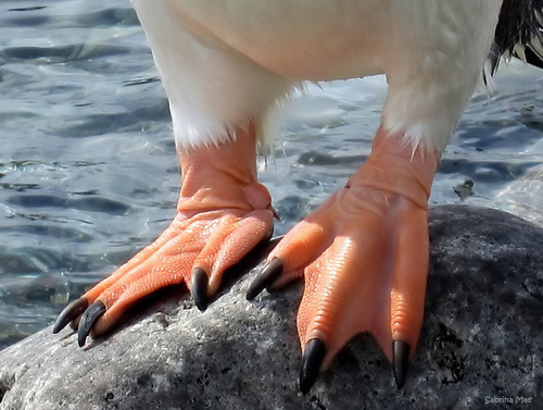 tychoandi's profile picture. just... okay?...