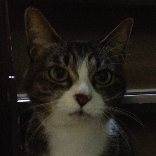 Hirice's profile picture. 