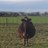 cowz247's profile image