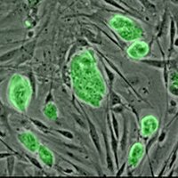 Stem Cells view (@stemcellsview) 's Twitter Profile