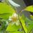pom_jas's profile image