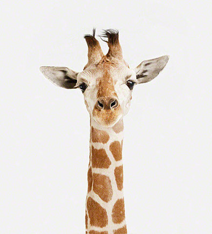 okayfuture's profile picture. カジュアルな顔してます。