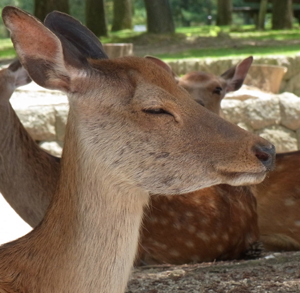 HyougenS's profile picture. 自分のアタマで考えるのだ