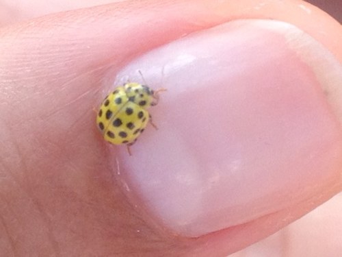 GiusyPetito's profile picture. 