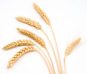 farmplacement's profile picture. 