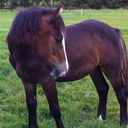 kaye rea - @crazy_mare50 - Twitter