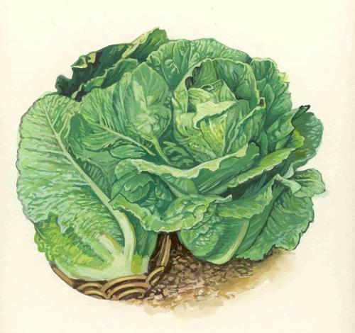 Try our Lettuce mix ... and generate social media marketing campaigns that produce tangible results. We feed regional business to get it growing ...
