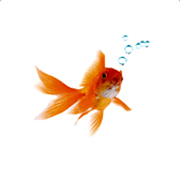 Goldfish Locum Tenens is a national recruiting organization specializing in locum tenens physician recruitment and staffing.